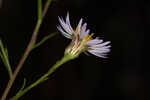 White panicle aster